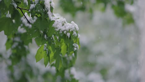 Schneefall-Auf-Grünen-Frühlingsblättern.-Die-Unstrafbarkeit-Von-Wetter-Und-Klimawandel-Auf-Dem-Planeten-Erde.