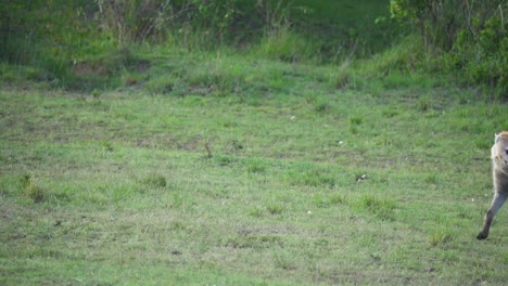 Hyenas-walking-across-grassy-area-moving-tails