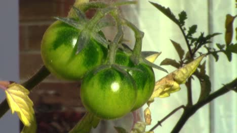 tres tomates verdes sin madurar y sin recoger durante los meses de otoño
