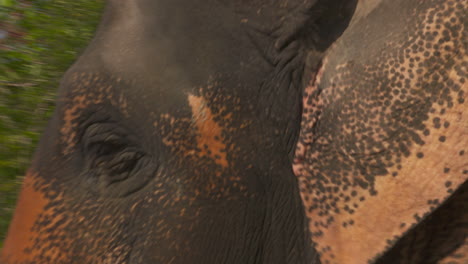 Close-up-of-an-Asian-elephant-with-depigmented-skin-on-its-trunk-and-ears