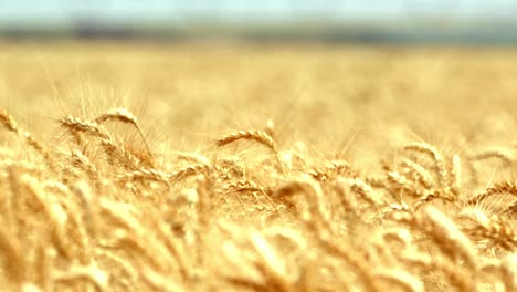 el foco del estante en un campo de trigo