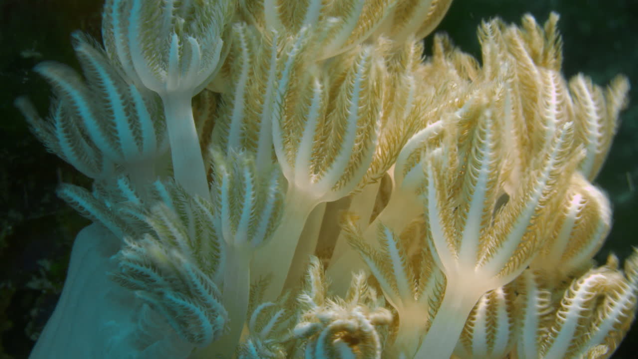 Close-up View of Waving Soft Coral Polyps Underwater