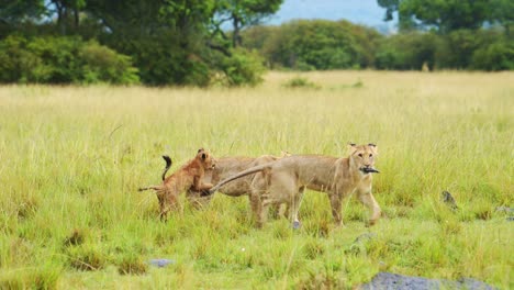 Slow-Motion-Shot-of-Playful-young-lion-cubs-play-fighting,-chasing-each-other-across-the-plains-of-Masai-Mara-North-Conservancy,-African-Wildlife-in-Maasai-Mara-National-Reserve,-Kenya