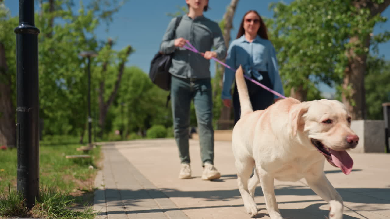 Un día tranquilo al aire libre con amigos, un paseo relajado de fin de semana con compañeros y una mascota juguetona en la naturaleza, una tarde tranquila con amigos y su alegre labrador explorando la naturaleza juntos.