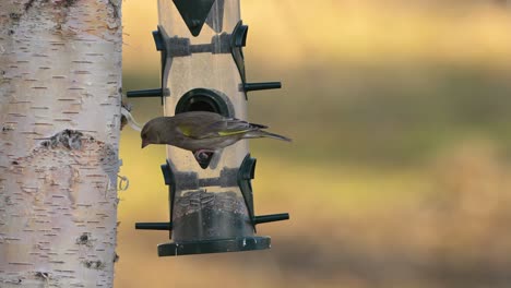 greenfinches arrive and fight over food at birdfeeder on birch tree in warm sunset, slow motion