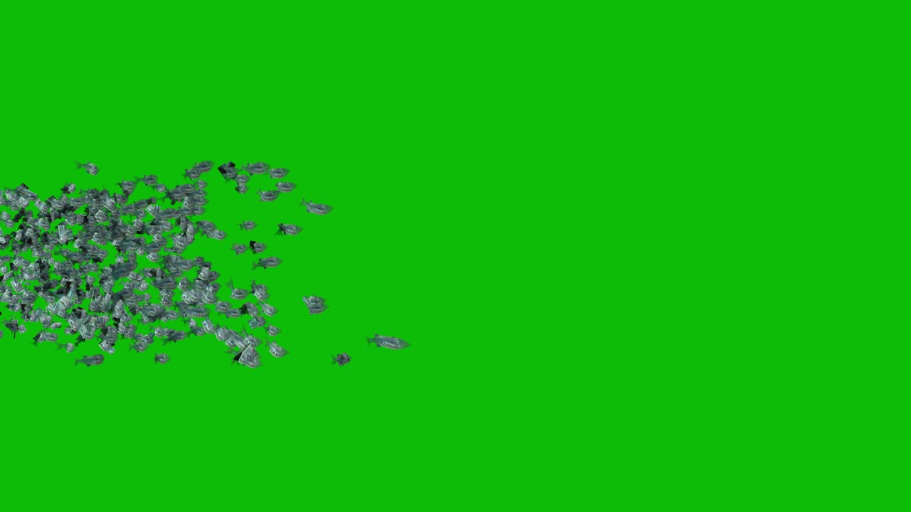 школа рыб, проходящая мимо на зеленом экране 3d-анимация перспектива