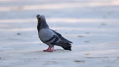 dos palomas que muestran comportamiento de apareamiento en la arena
