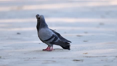 two pigeons displaying mating behavior on sand