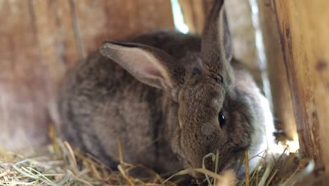 Big Gray Rabbit in Cage Slow Motion