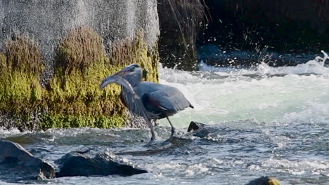 great blue heron with a large fish in the deschutes river, oregon flies away