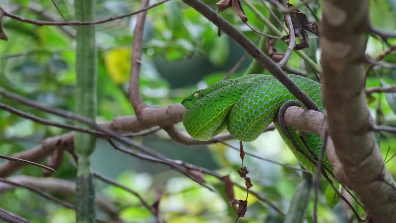 la cámara se aleja mientras esta serpiente verde está descansando mirando hacia la izquierda, la víbora de la fosa de vogel, trimeresurus vogeli, tailandia