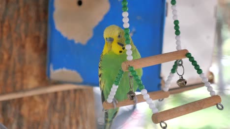 green and yellow parakeet on a swing