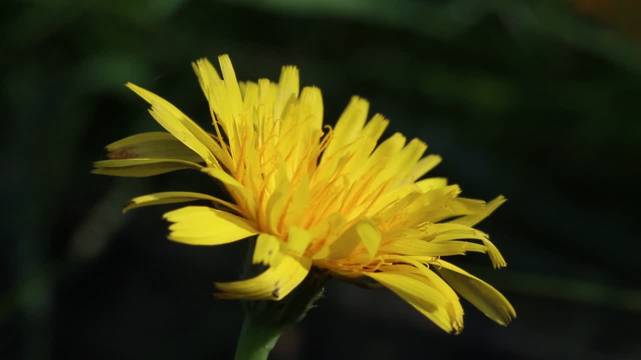 primer plano de la flor de hawkweed. inglaterra. reino unido