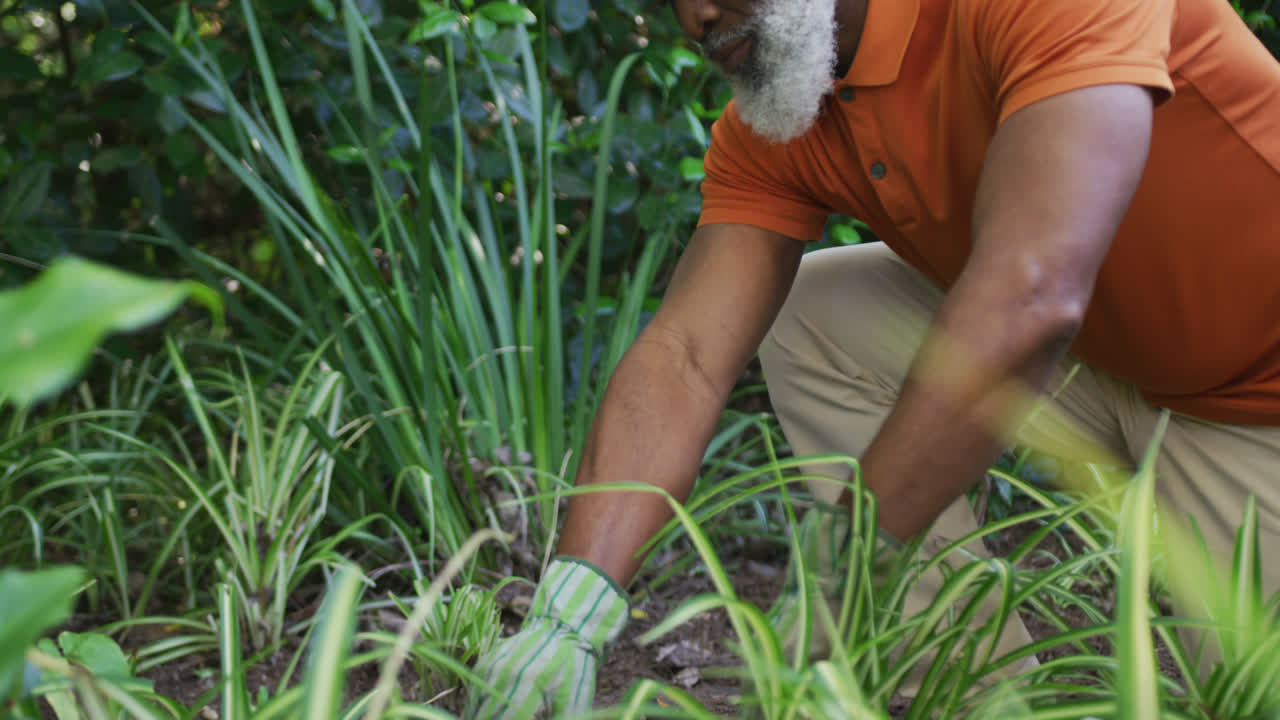 hombre de edad avanzada afroamericano con guantes de jardinería jardinería en el jardín
