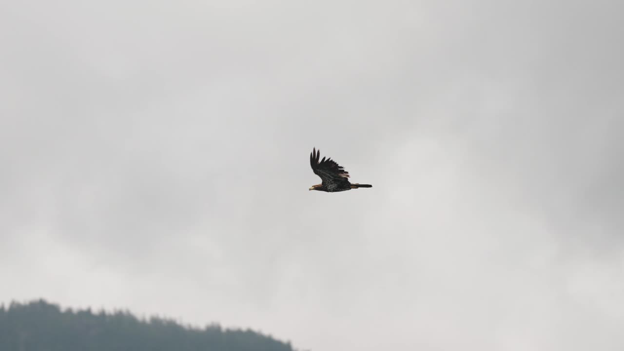An eagle flying in slow motion looking for food over the ocean in Canada