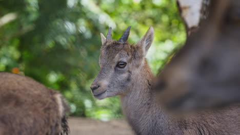 Young-Ibex-Goat-Head-Close-up-Surrounded-with-Herd-Animals-in-a-Park