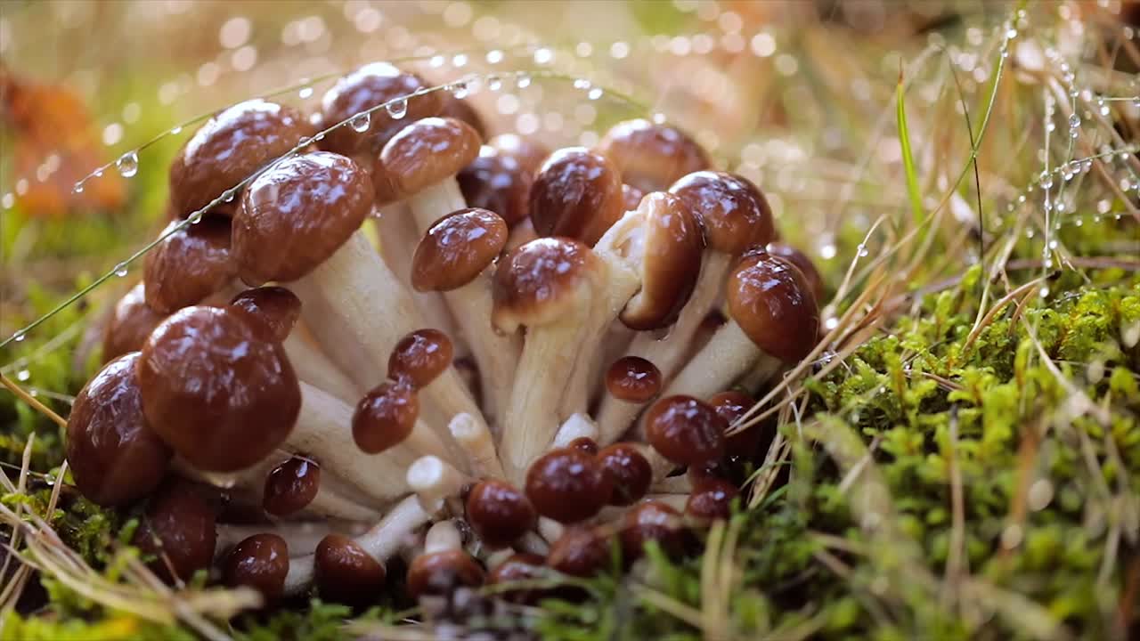 비가 오는  ⁇ 빛이 비는 숲에서  ⁇ 의 아가릭의 armillaria 버섯.