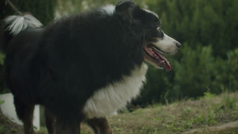 wide to medium shot of an australian shepherd exploring the garden of the owner