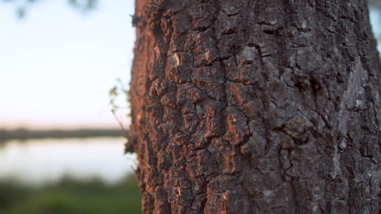 primer plano de la corteza de un árbol al atardecer junto a un lago