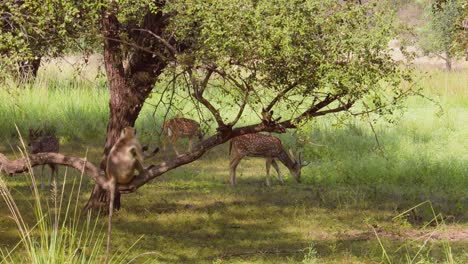 chital or cheetal, also known as spotted deer, chital deer, and axis deer, is a species of deer that is native in the indian subcontinent. ranthambore national park sawai madhopur rajasthan india