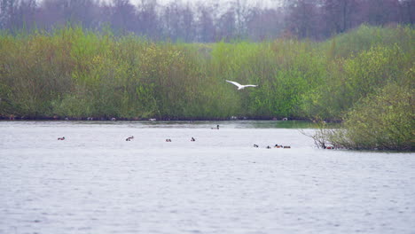 western great egret flying low above lake water with shoveler birds