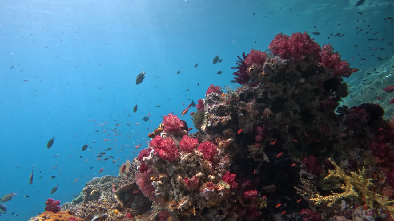 bellissimi coralli morbidi a raja ampat
