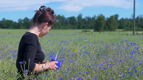 Junge-Brünette-Frau-Sammelt-Kornblumen-Auf-Dem-Feld-Für-Die-Sommersonnenwendekrone-Am-Sonnigen-Sommertag,-Mittlerer-Schuss