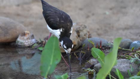 Un-Zanco-De-Cuello-Negro-Que-Busca-Comida-En-Las-Aguas-Poco-Profundas-De-Un-Lago-O-Río