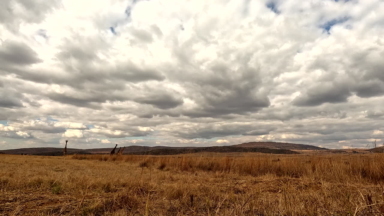 Low angle of journey of giraffes walking through tall dry grass with ominous sky