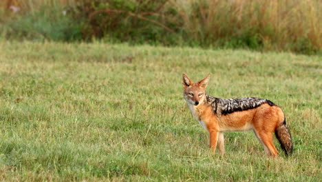 alert black-backed jackal reacts speedily and suddenly in african wilderness