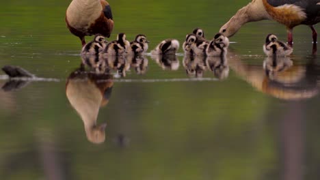 a group of ducklings are protected by their parents who are reflected in the water