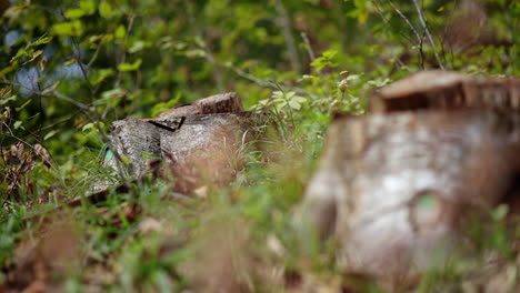 cut tree section - falled forest 15-1