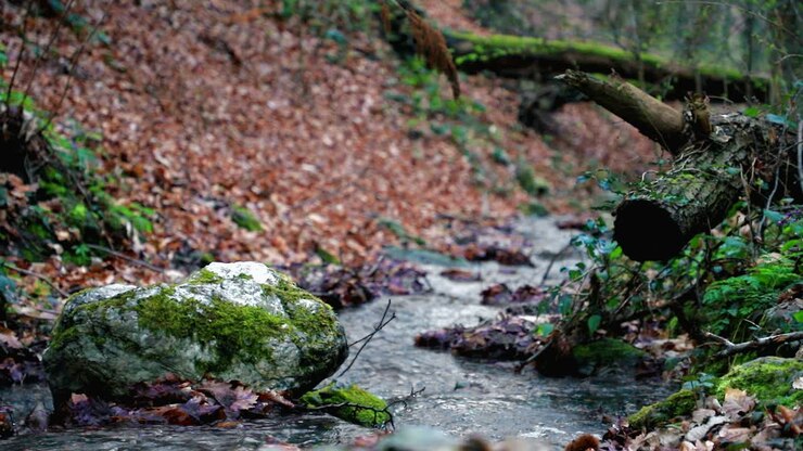 Small stream in forest on a cloudy morning in slow motion