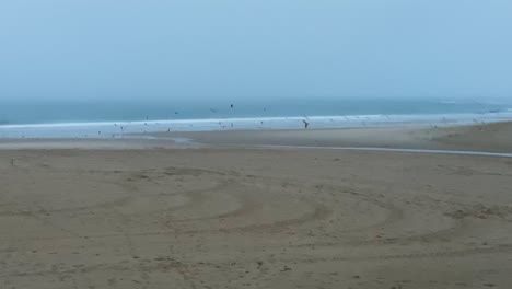 Seagulls-gathering-and-flying-on-a-sandy-beach-in-the-early-morning-with-some-waves-in-the-background