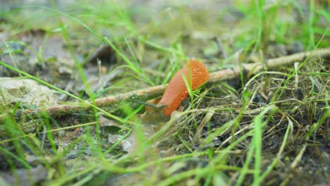 4K-cinematic-macro-shot-of-a-slug-moving-along-towards-the-camera