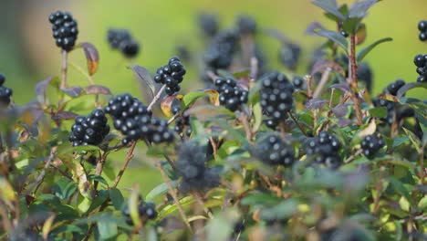 Schwarze-Beeren-An-Den-Schlanken-Zweigen