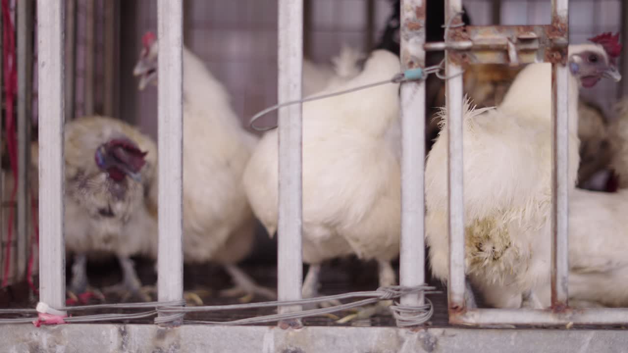 Chickens in a metal cage