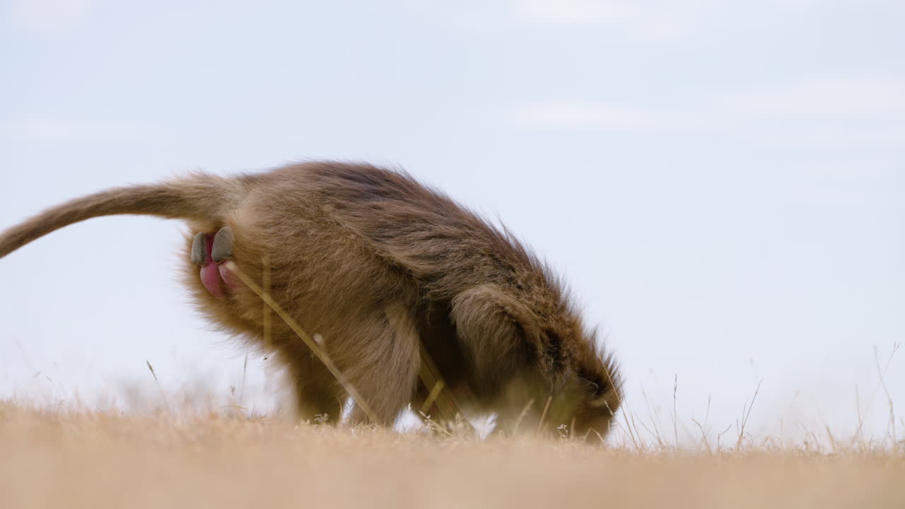 Gelada Monkey Digging In The Ground Foraging For Food In Simien Mountains National Park, Ethiopia. Close-up Shot