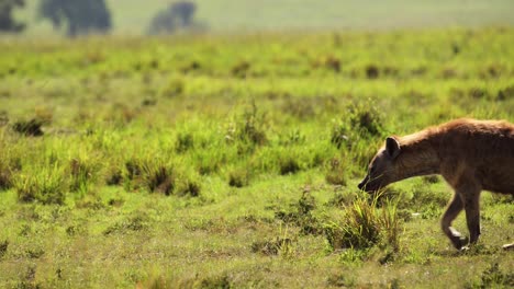 slow motion shot of hyena walking and prowling through tall grasslands greenery, nature, african wildlife in maasai mara national reserve, kenya, africa safari animals