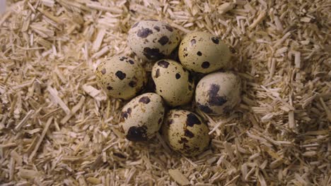 quail eggs in a bed of straw