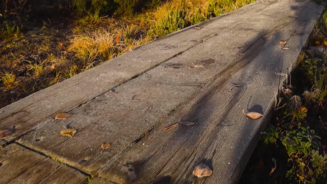 Close up view of a frosty and shiny ice and morning dew covered wooden brown hiking or camping bog boardwalk during a autumn morning with yellow and brown fallen and frozen autumn leaves on the path