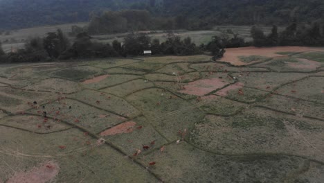 Große-Aufnahme-Von-Vieh,-Das-In-Der-Landschaft-Von-Laos-Weidet,-Aus-Der-Luft