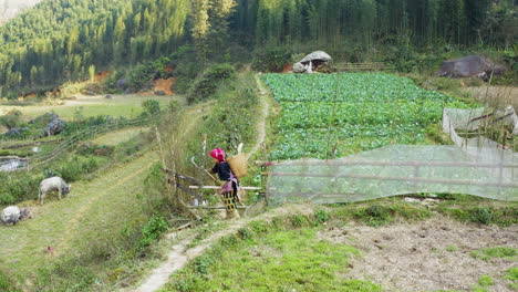 in a lush rural setting, a woman farmer collects herbal plants in a vibrant field. the greenery and surrounding hills create a tranquil atmosphere. she demonstrates traditional foraging techniques.