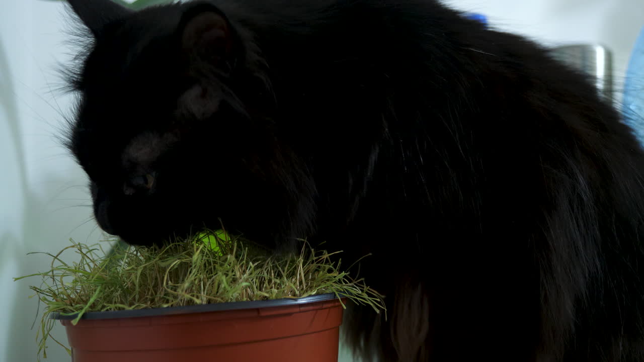 Black cat eating grass