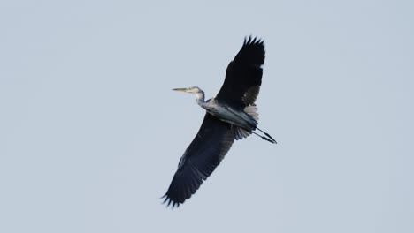 grey heron flying through clear sky in morning sun, slow motion