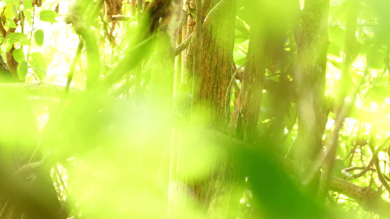 Hoffmann's Woodpecker sitting on a branch in a tropical rainforest of Costa Rica.