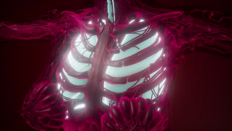 Human-Body-with-Visible-Lungs