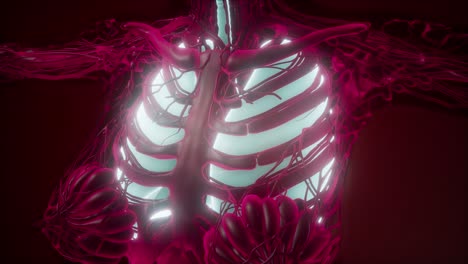 cuerpo humano con pulmones visibles
