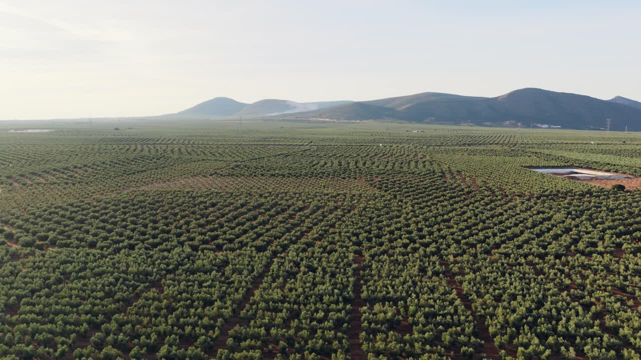 Vista aerea di un paesaggio di uliveto