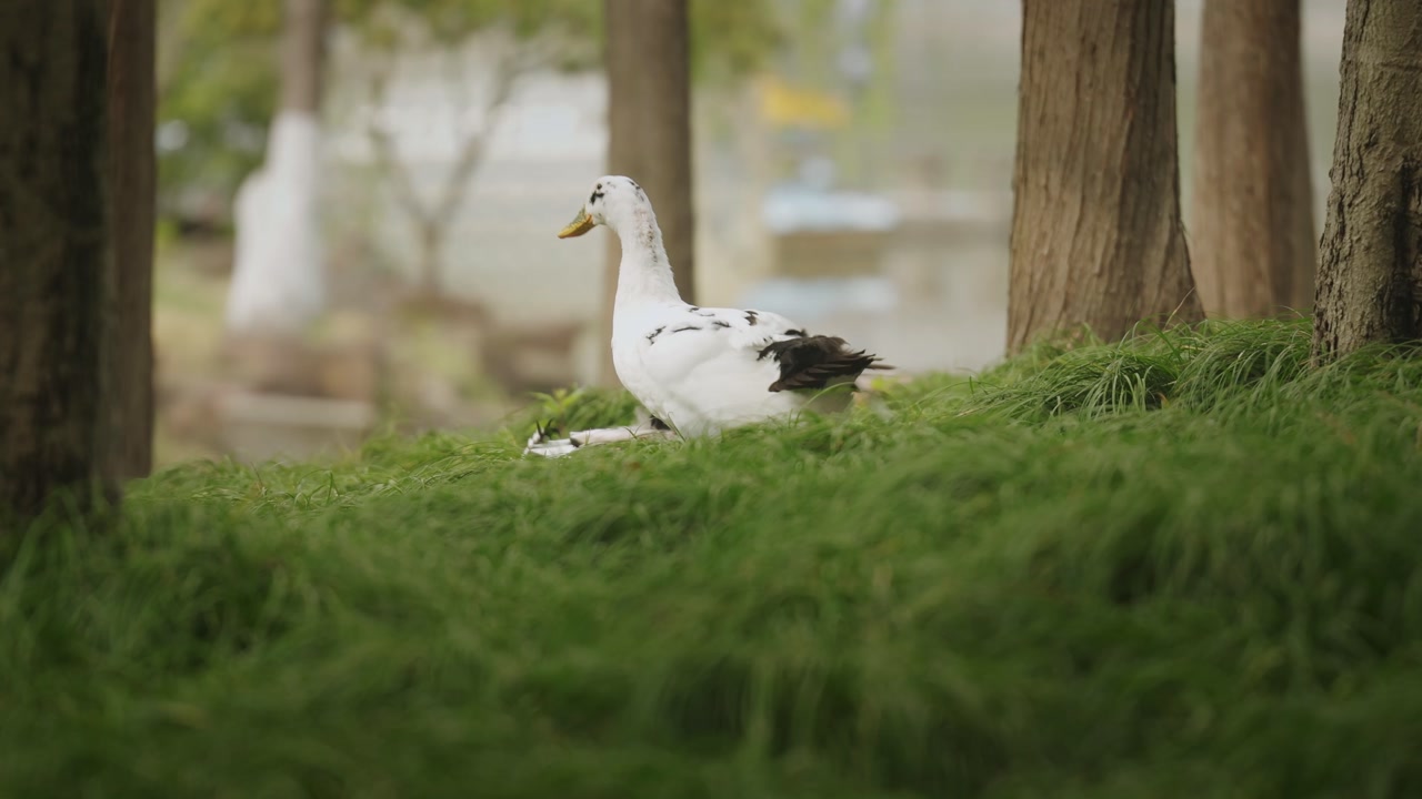 An Ancona Duck standing in the bushes cleaning itself